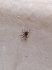 Araneae