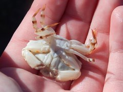 Eucarida