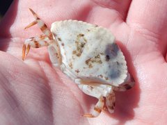 Eucarida