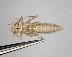 Gomphurus lynnae