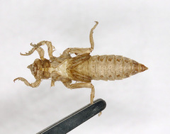 Gomphurus lynnae