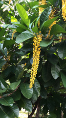 Lophanthera lactescens