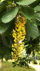 Lophanthera lactescens