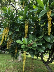 Lophanthera lactescens