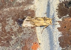 Crambodes talidiformis