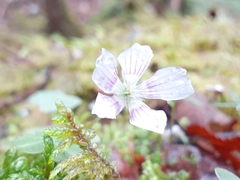 Oxalis montana image