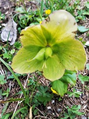 Helleborus viridis