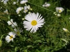 Erigeron glabellus