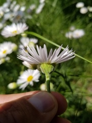 Erigeron glabellus