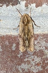Crambodes talidiformis