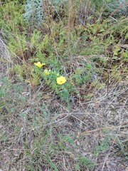Oenothera berlandieri pinifolia