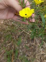 Oenothera berlandieri pinifolia