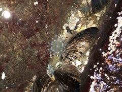 Aulactinia stella