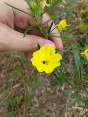 Oenothera berlandieri pinifolia