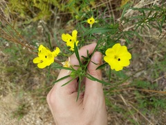 Oenothera berlandieri pinifolia