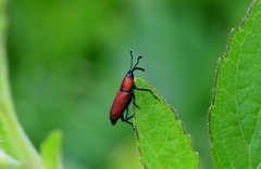 Rhodobaenus sanguineus