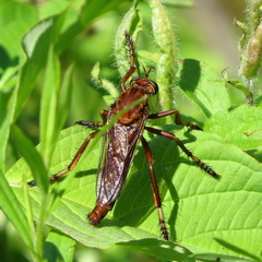 Diogmites basalis