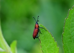 Rhodobaenus sanguineus