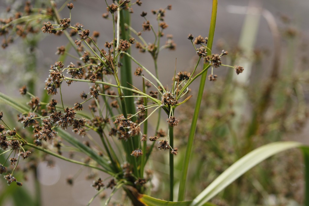 Panicled Bulrush