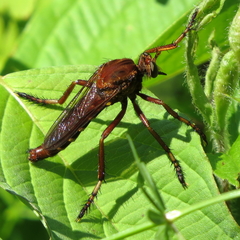 Diogmites basalis