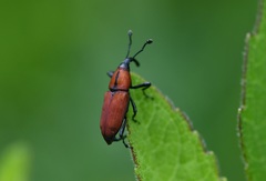Rhodobaenus sanguineus