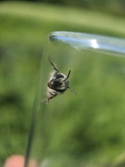Colletes latitarsis