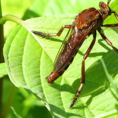 Diogmites basalis