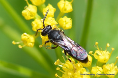 Hylaeus mesillae cressoni