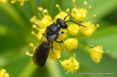 Hylaeus mesillae cressoni