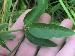 Desmodium obtusum