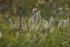 Polypogon australis - Photo (c) Donna Pomeroy, algunos derechos reservados (CC BY-NC), subido por Donna Pomeroy