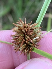 Cyperus echinatus