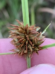 Cyperus echinatus