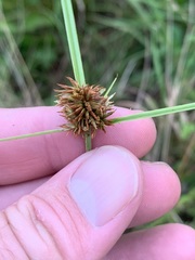 Cyperus echinatus