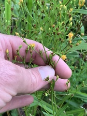 Hypericum virgatum