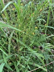 Hypericum virgatum
