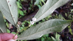 Gaultheria fragrantissima