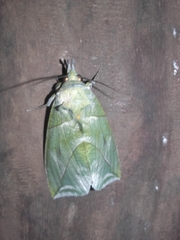 Eudocima hypermnestra