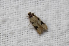 Taygete decemmaculella