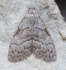 Nola involuta