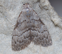 Nola involuta