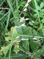 Bromus commutatus