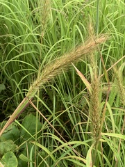 Elymus glabriflorus