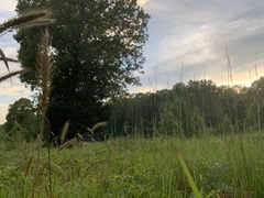 Elymus glabriflorus