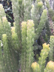 Adenanthos