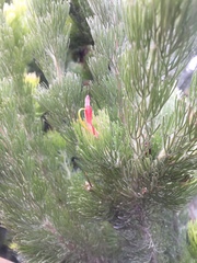 Adenanthos