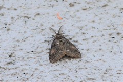 Orgyia pseudotsugata