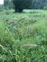 Elymus glabriflorus