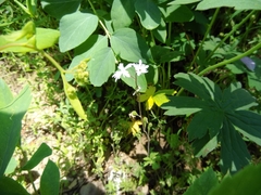 Lithophragma parviflorum