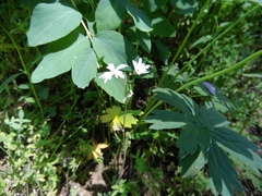 Lithophragma parviflorum